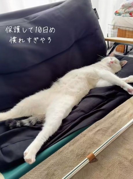 ソファの上でへそ天で眠る猫