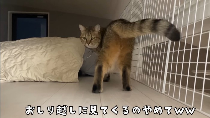おしり越し