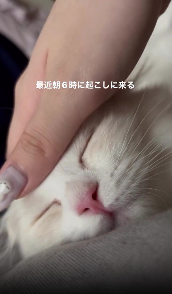 なでられている猫