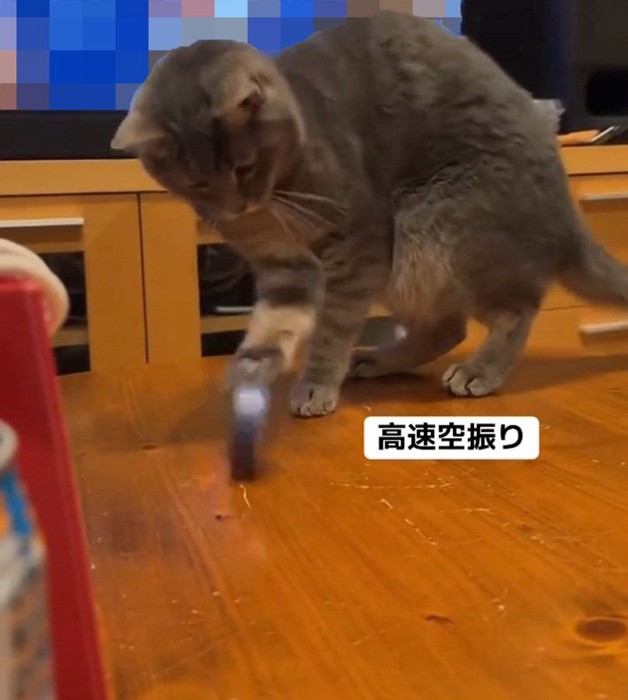 打ち返す猫