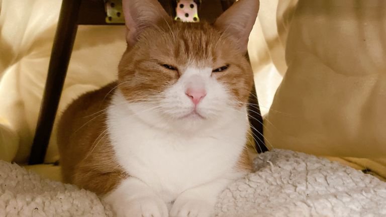 こたつの中の猫