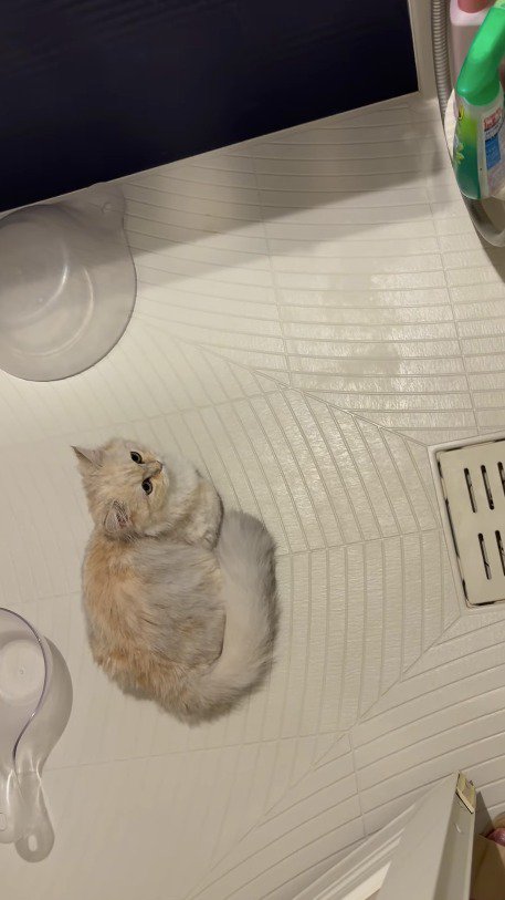 浴槽を見つめるクリーム色の猫