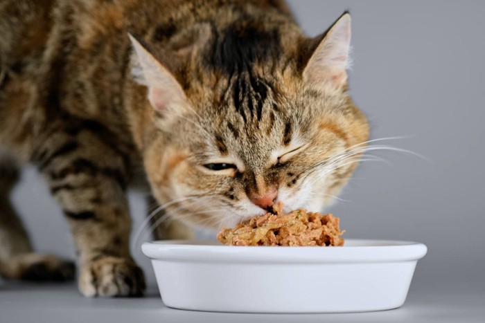 ご飯を食べる猫