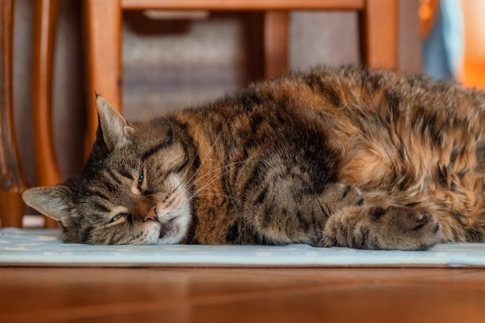 ぐったり横たわる猫