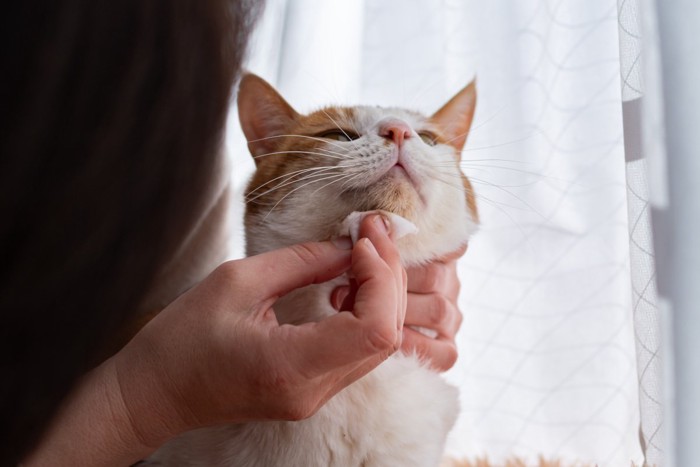 顎を拭かれる猫