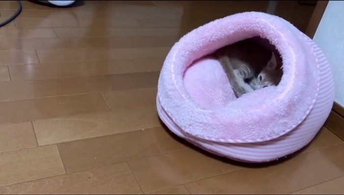 猫用ベッドの中で眠る子猫