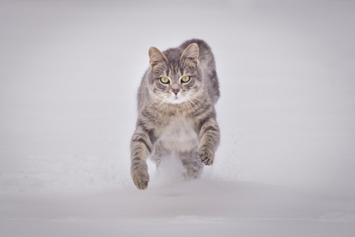 走る猫