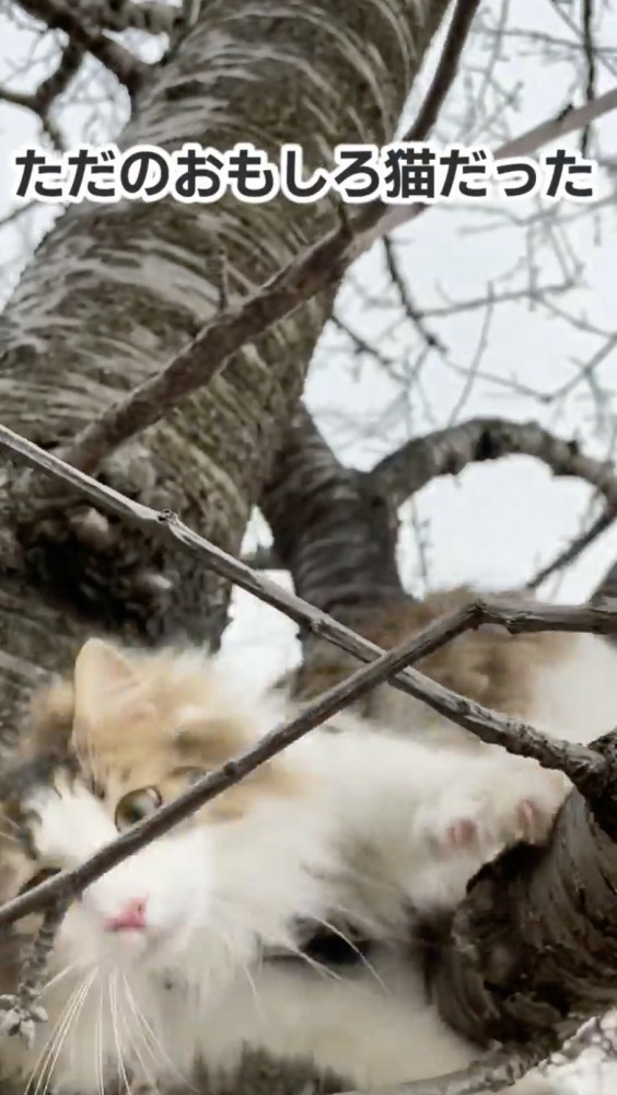 木から落ちる猫