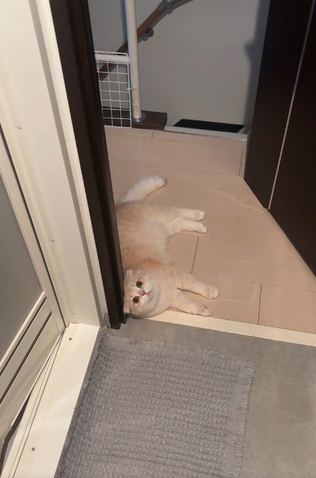 寝そべる猫