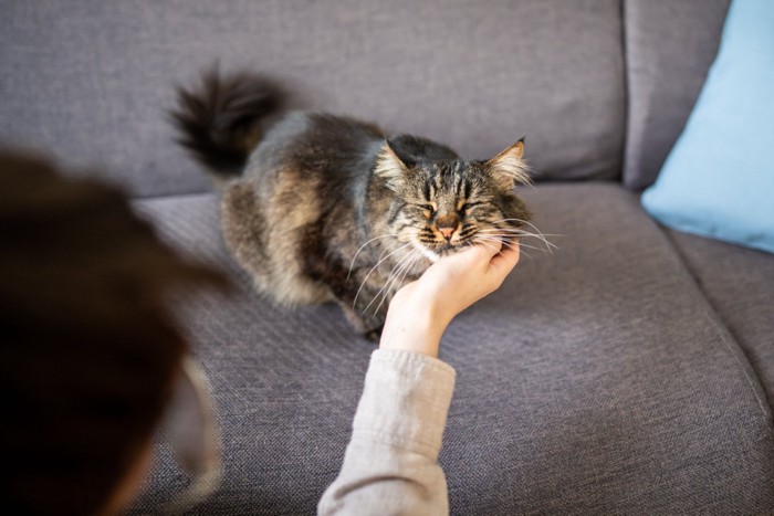 猫をなでる人