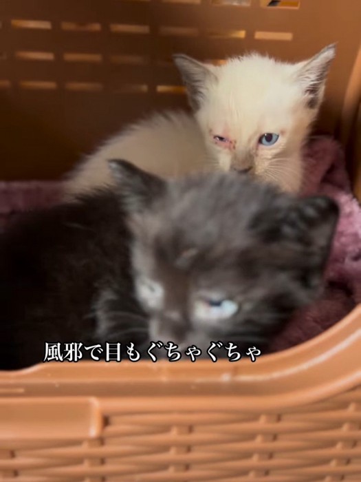 黒と白の子猫