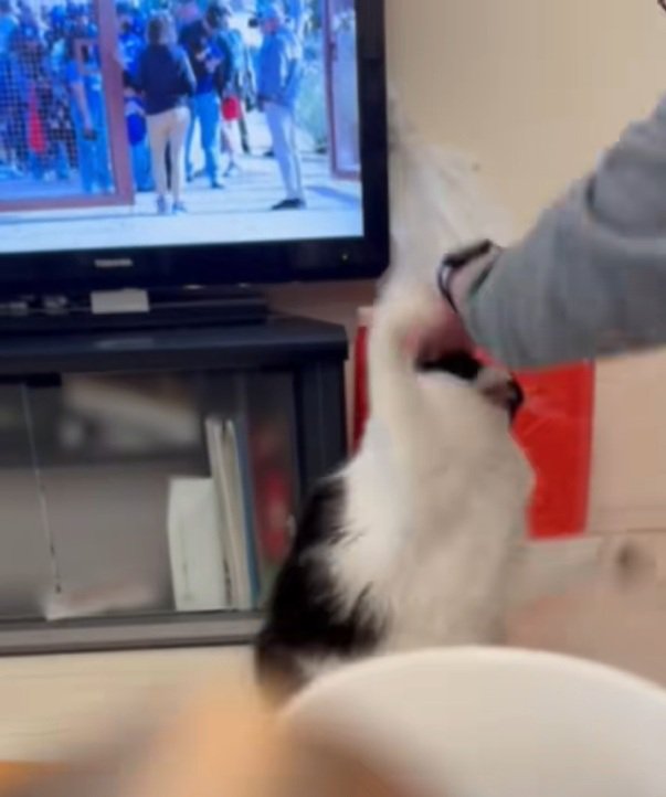 猫パンチするオレオくん