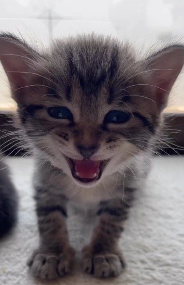 口を開けてカメラを見つめる子猫