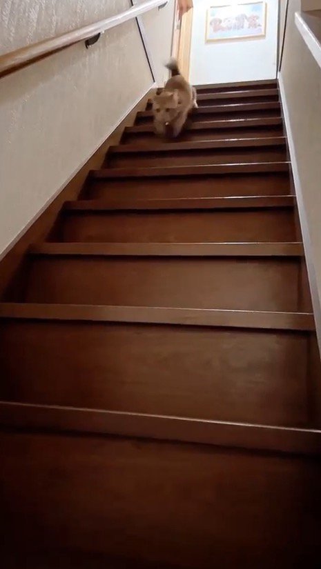 階段を下りる猫