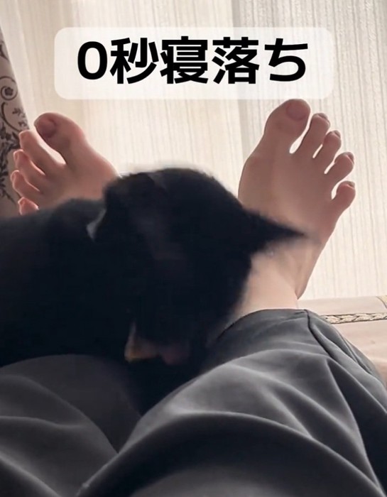 倒れるナチくん