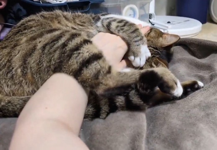 手を抱きしめる猫さん