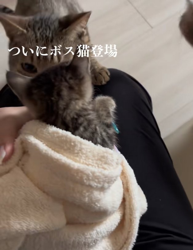 キジトラに匂いを嗅がれている子猫の後ろ姿