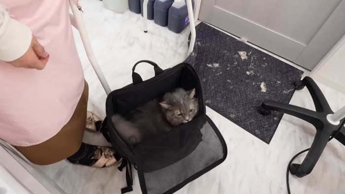 キャリーの中にいる猫