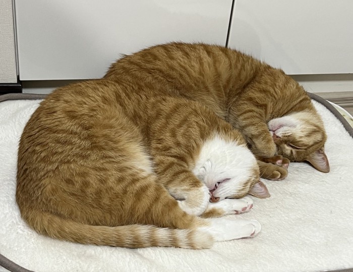 同じ姿勢で丸まって眠る猫2匹