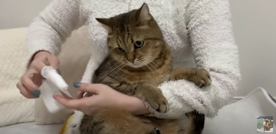 抱っこされている猫