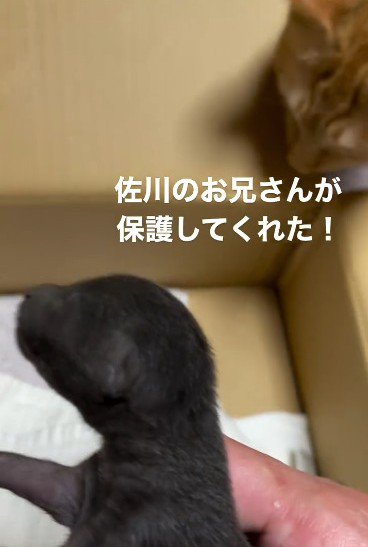 横向きの赤ちゃんとにおいを嗅ぐ猫