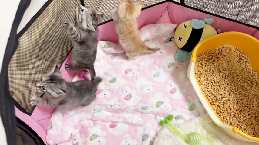 立ち上がる三匹の子猫