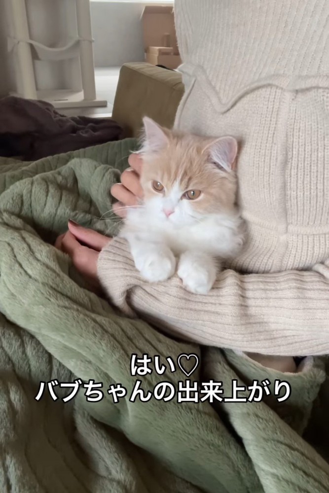 毛布に入っている猫