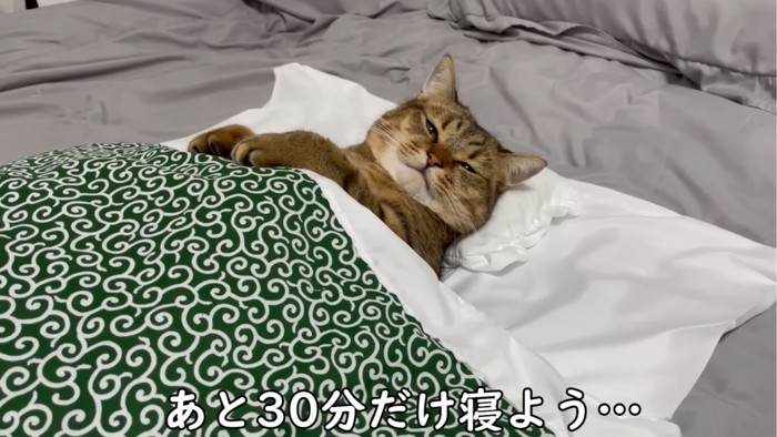 目を細める猫