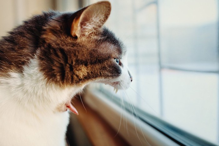 窓の外を見ながら鳴く猫