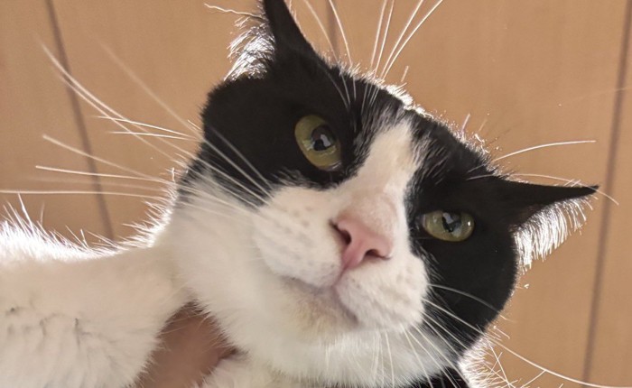 ハチワレ猫のアップ