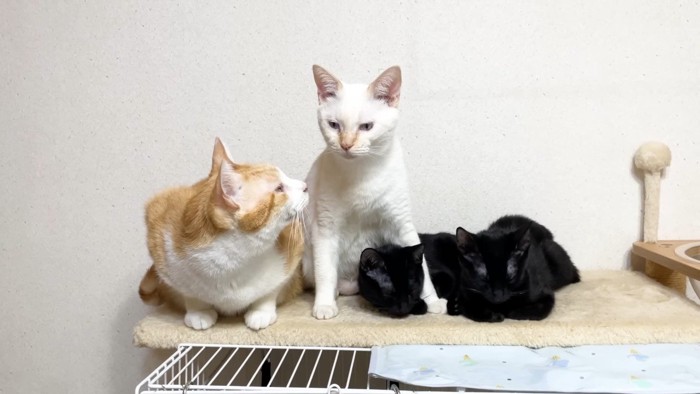 チロちゃんを見つめるむぎくん