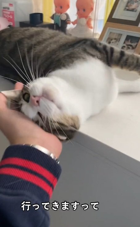 台の上にいる猫をなでて挨拶をする飼い主