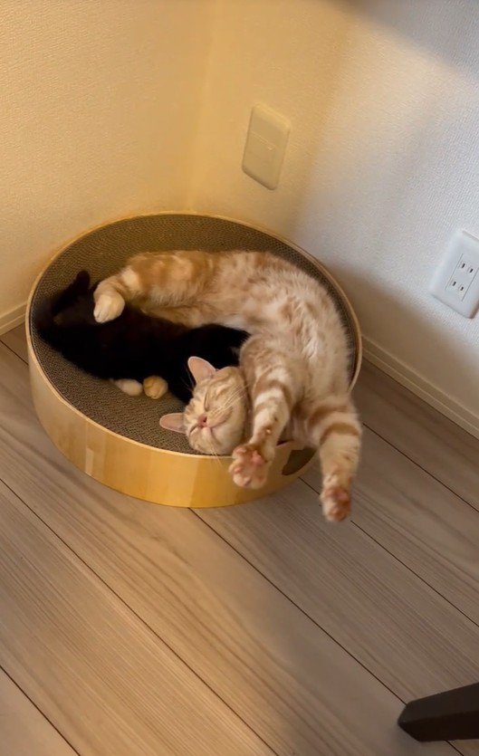 寝ている猫と子猫