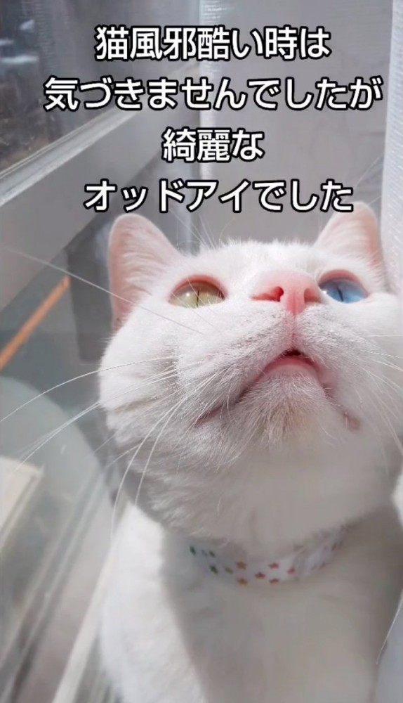 上を向くオッドアイの猫