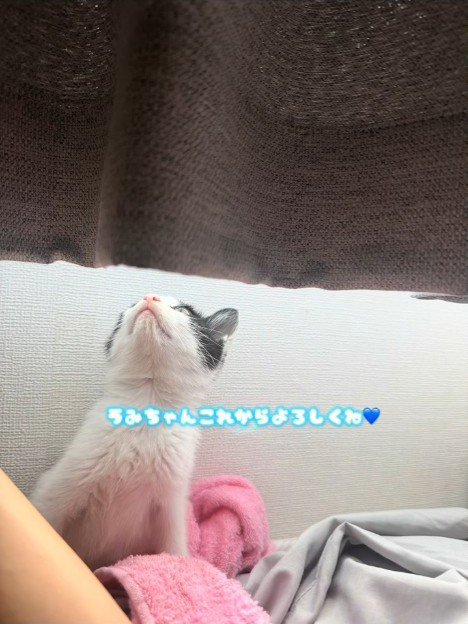 上を見る子猫