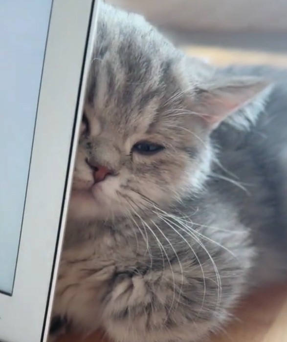 パソコンに隠れる猫