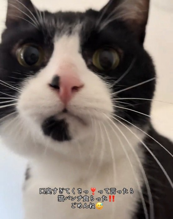 睨みつけるオレオちゃん