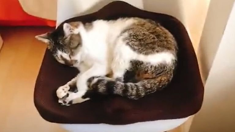 椅子の上で眠る猫