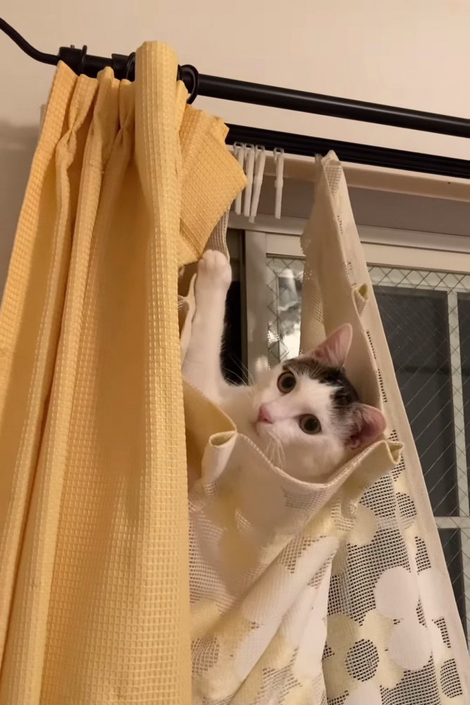 カーテンを壊す猫