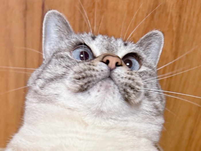 箱の中でへそ天する猫の上半身