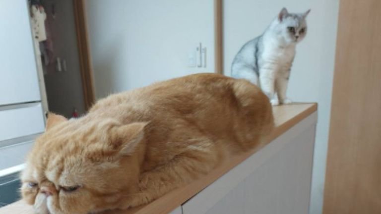 カウンターにいる猫