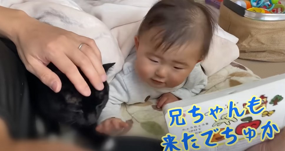 頭を撫でらえる猫（兄ちゃんも来たでちゅか）
