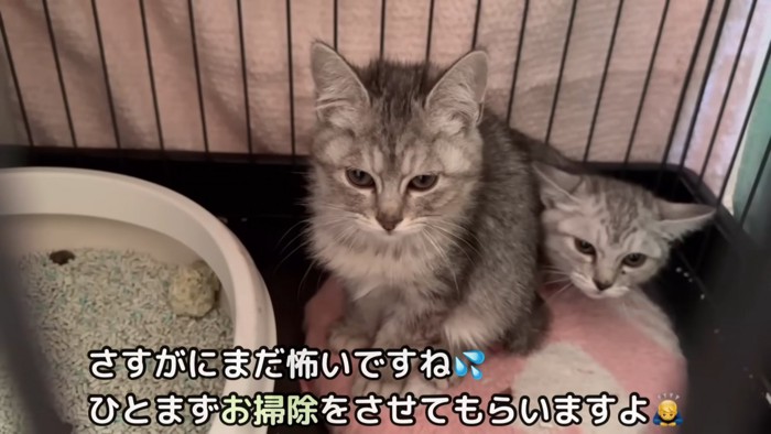 座る子猫の後ろに隠れる子猫