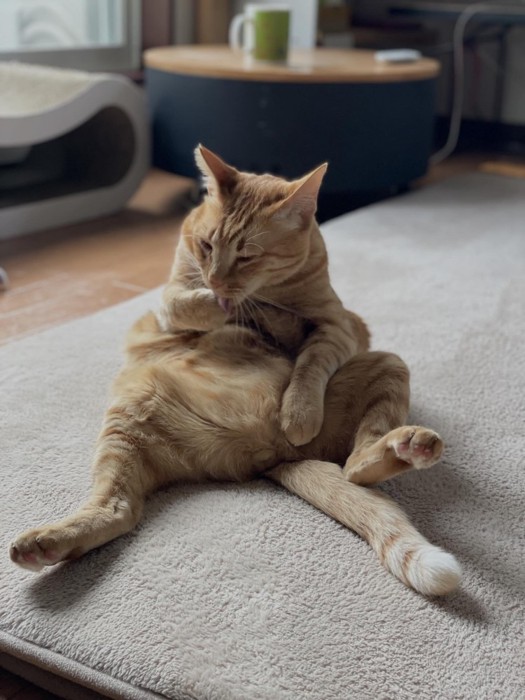 おっさん座りの茶トラ猫