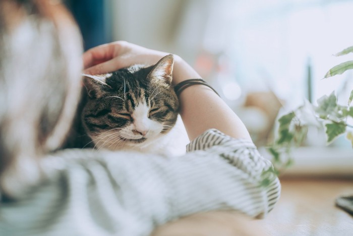 なでられて目を閉じる猫