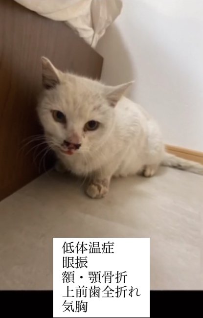 ベッドの横にいる汚れた白猫