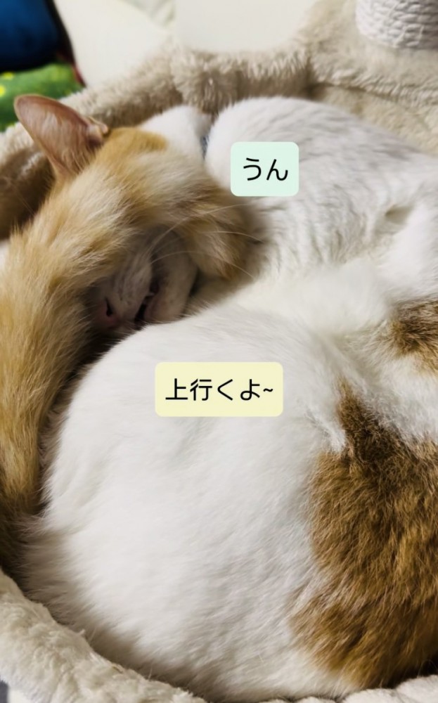 キャットタワーのベッドで寝ながらパパの呼び掛けに返事する保護猫