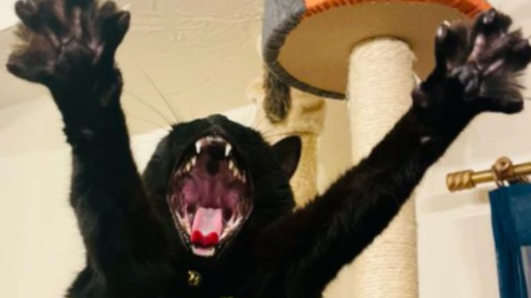 口を開いている猫