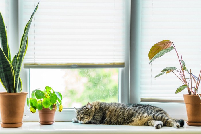 窓辺で寝る猫
