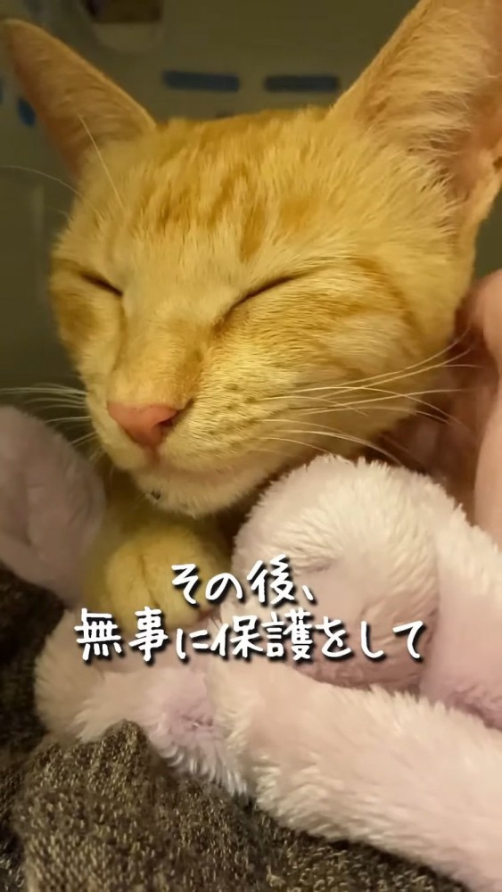 首を撫でられる子猫
